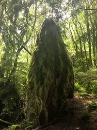 Low angle view of trees in forest