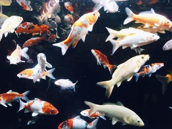 Flock of fish swimming in sea