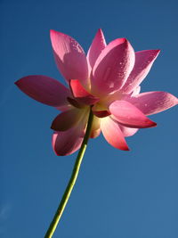 Low angle view of pink water lily against clear sky