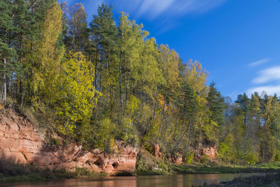 Trees on sandstone formation in river against sky