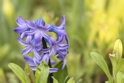 Close-up of purple flowering plant