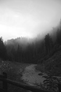 Trees in foggy weather