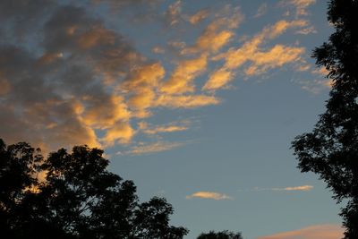 Silhouette of trees at sunset