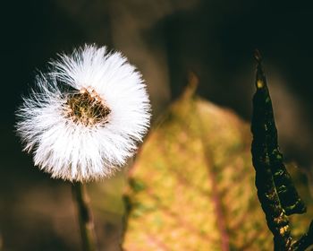 Close-up of white dandelion flower