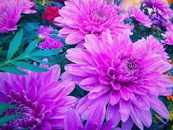 Close-up of pink flower