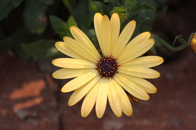 Close-up of yellow flower