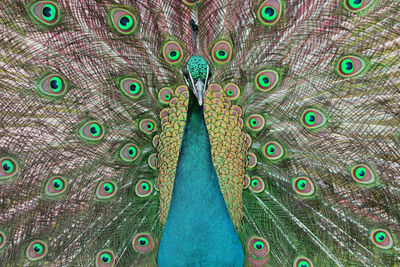 Close-up of peacock