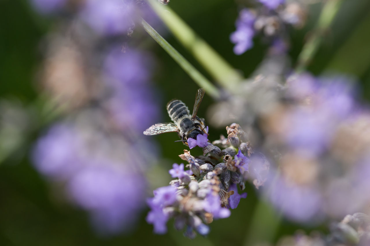 CLOSE-UP OF INSECT ON PURPLE FLOWERING PLANTS