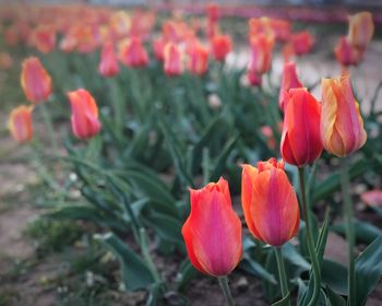 Close-up of red tulips in field