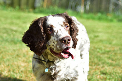 Close-up of dog on field