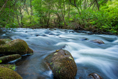 Stream flowing through rocks in forest
