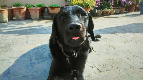 Close-up portrait of dog