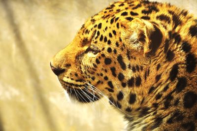 Close up of a turtle