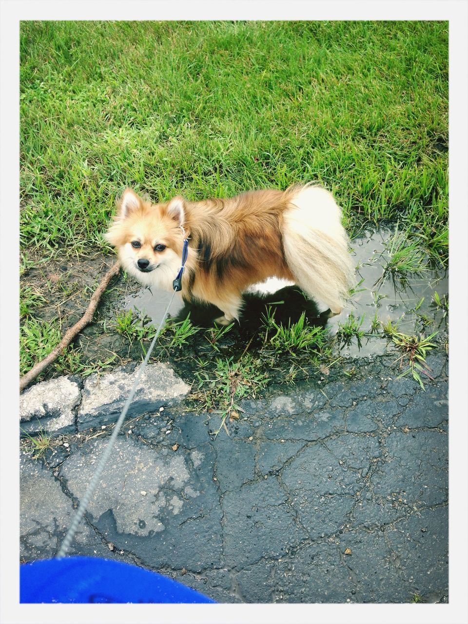 transfer print, animal themes, one animal, auto post production filter, mammal, domestic animals, high angle view, wildlife, full length, day, pets, street, outdoors, animals in the wild, dog, no people, road, nature, ground, zoology