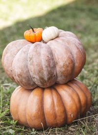 Close-up of pumpkins