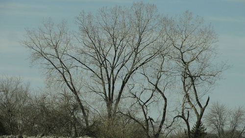 Low angle view of bare trees against clear sky