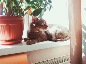 Cat in a pot