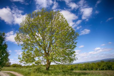 Low angle view of trees on field against sky