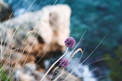 Close-up of purple flower on plant