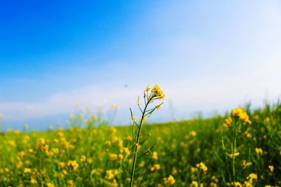 Close-up of oilseed rape field against clear sky