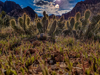 Surface level of grass on field against mountain range