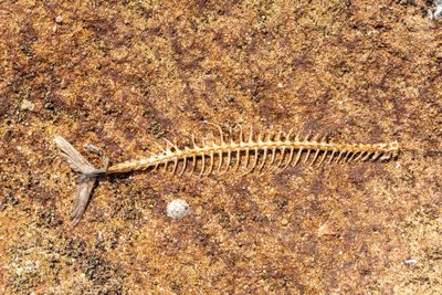 High angle view of lizard on the ground