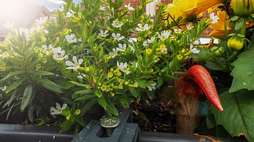 Close-up of potted plant