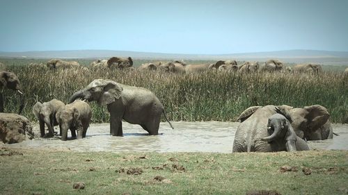 Elephants in pond against clear sky