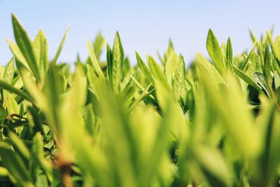 Close-up of fresh green grass in field