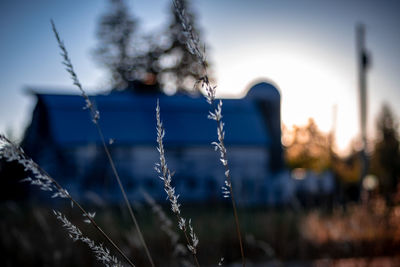 Close-up of frozen plants against sky