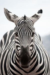 Close-up of a zebra