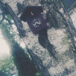 Low angle view of clock on tree