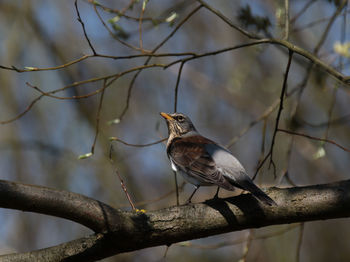 Low angle view of bird perching on branch