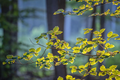 Close-up of yellow plant