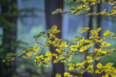 Close-up of yellow plant