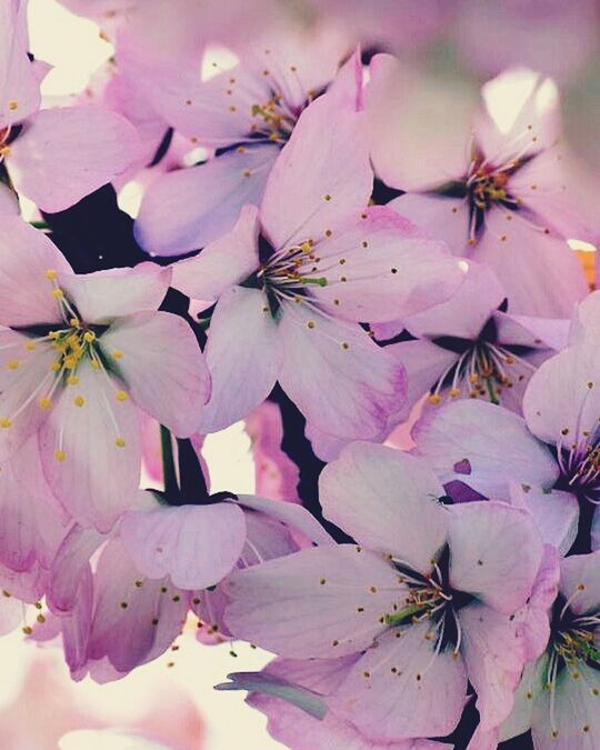 flower, freshness, petal, fragility, beauty in nature, flower head, growth, stamen, pink color, nature, close-up, pollen, blooming, blossom, in bloom, backgrounds, botany, full frame, outdoors, focus on foreground