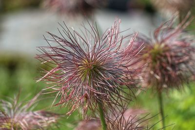 Close-up of wilted plant on field