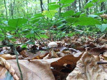 Close-up of mushrooms in forest