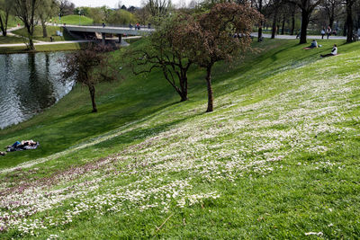 Scenic view of lake in park