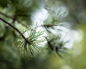 Close-up of pine tree