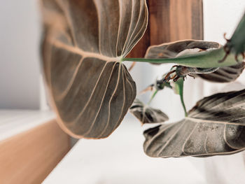 Close-up of wilted flower on table at home