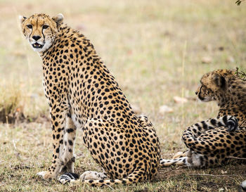 View of two wild animal on field