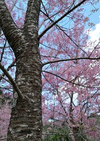 Low angle view of trees in forest