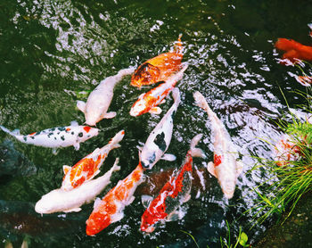 High angle view of koi carps swimming in lake