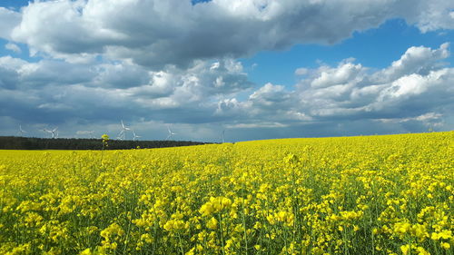Scenic view of oilseed rape field against cloudy sky