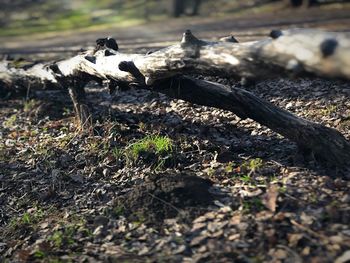 Close-up of log on field in forest