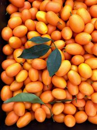 Full frame high angle view shot of kumquats 