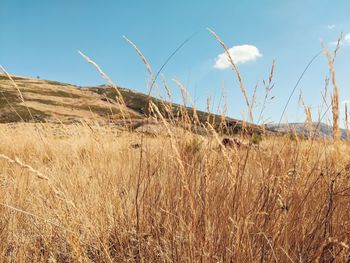 Dry grass on field against sky