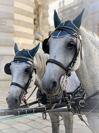 Close-up of horse cart