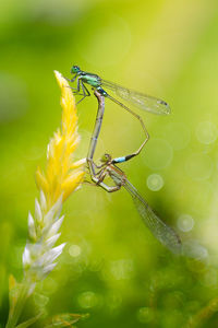 Close-up of insect on flower